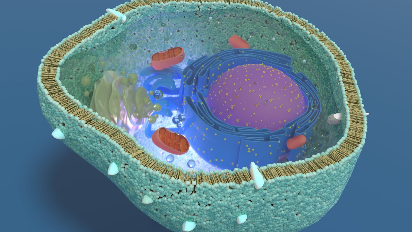 diagram:5jc2leswepg= nucleus